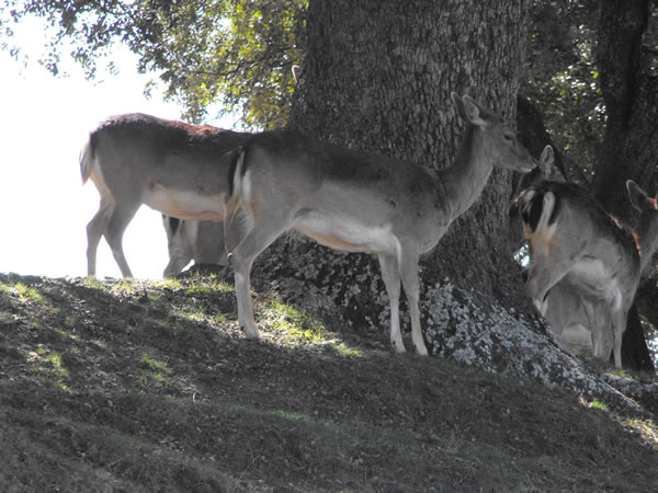 animales